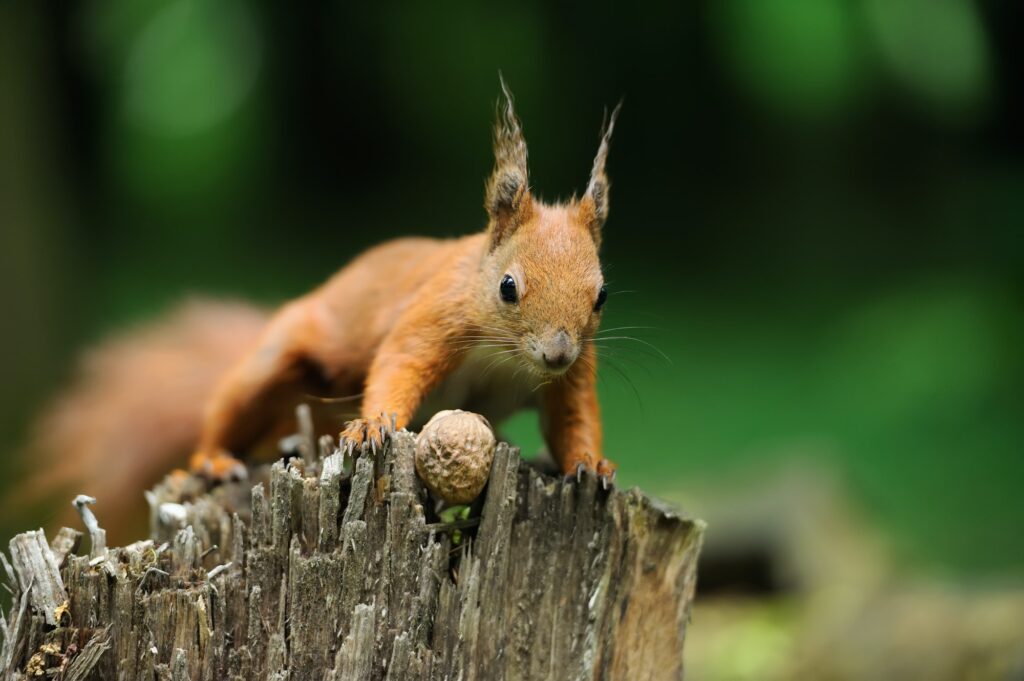 Links openen in een nieuw venster in WordPress - Wanneer doe je dat (niet)? 2 Squirrel with nuts