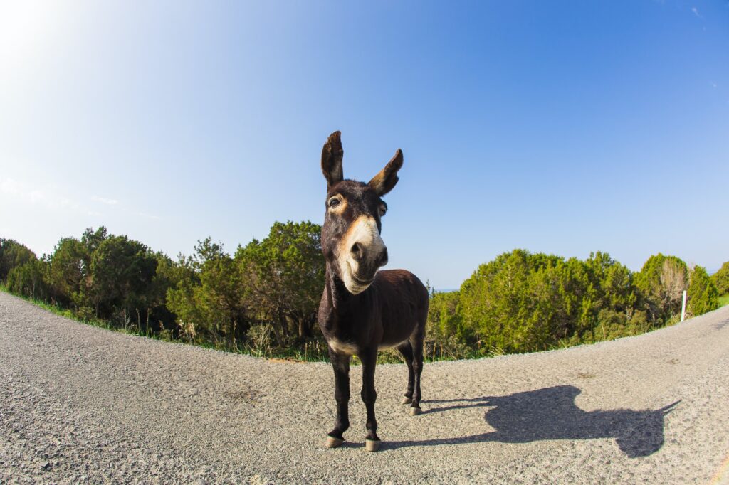 gratis foto's voor je wordpress website | Gratis foto's voor je WordPress website in enkele muiskliks