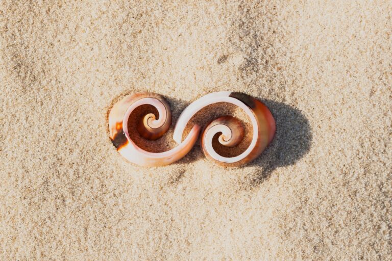 Symbol infinity of shells on the beach, the element of graphic design