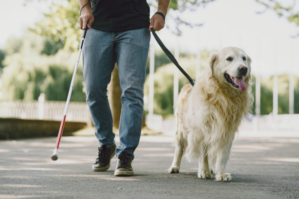 Camtasia 2022 - Is het werkelijk de moeite waard? 5 Blind man with guide dog in a summer city