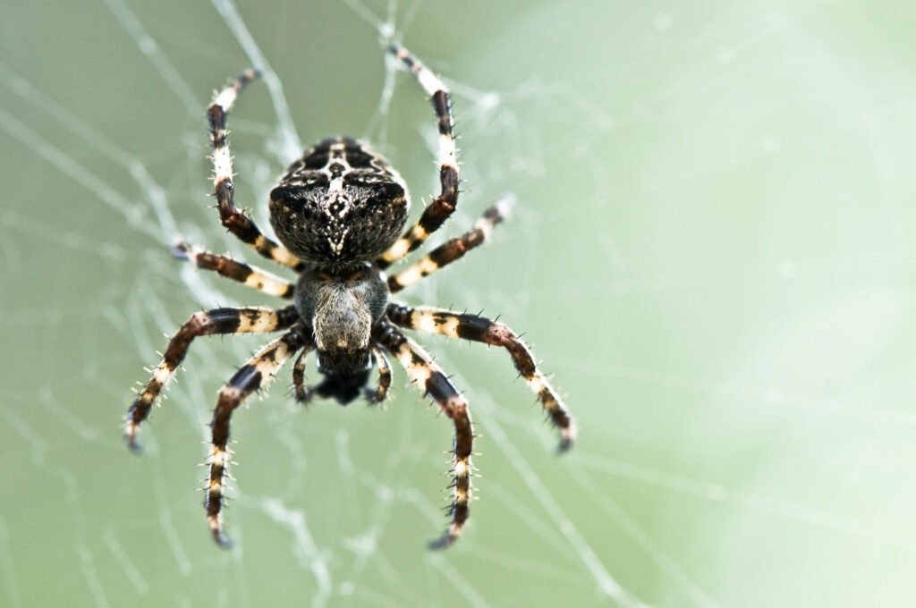 Betere performance - Web Spider