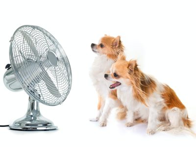 chihuahuas-and-fan