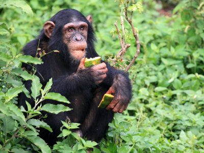 chimpanzee-uganda